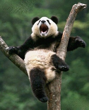 搞笑天才小熊猫图片
