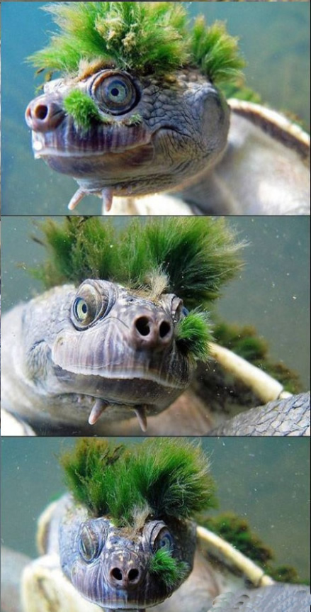 这乌龟的发型很帅,有木有?
