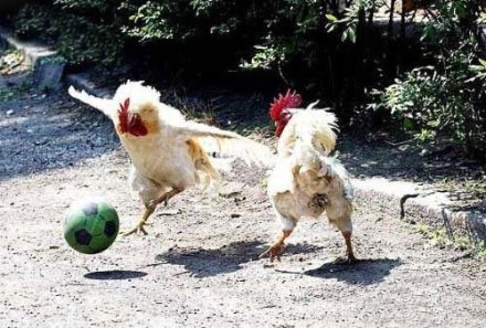 第一届公鸡杯足球赛