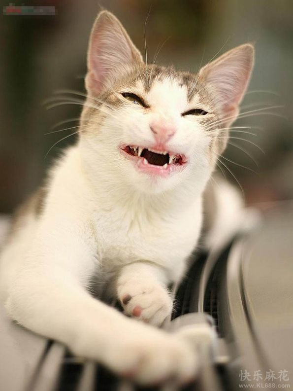 猫咪也有开怀大笑的时候