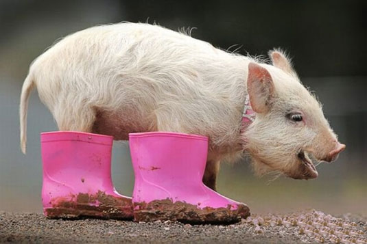 猪拱白菜笑话图片