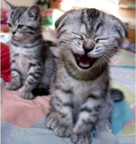 当一个笑点很低的人在旁边，你就会像左边那只猫一样
